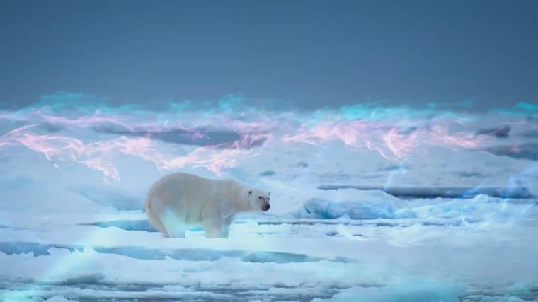 BBC纪录片《捕食者的隐秘世界/动物超凡本领 Apex Predators: Invisible Worlds 2024》全4集 国英双语中英双字 4K超清/2160P/MKV/10.2G插图2