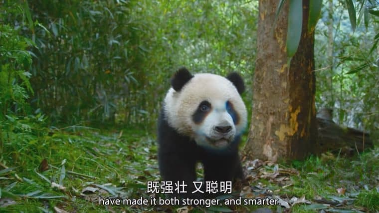 BBC纪录片《捕食者的隐秘世界/动物超凡本领 Apex Predators: Invisible Worlds 2024》全4集 国英双语中英双字 4K超清/2160P/MKV/10.2G插图4
