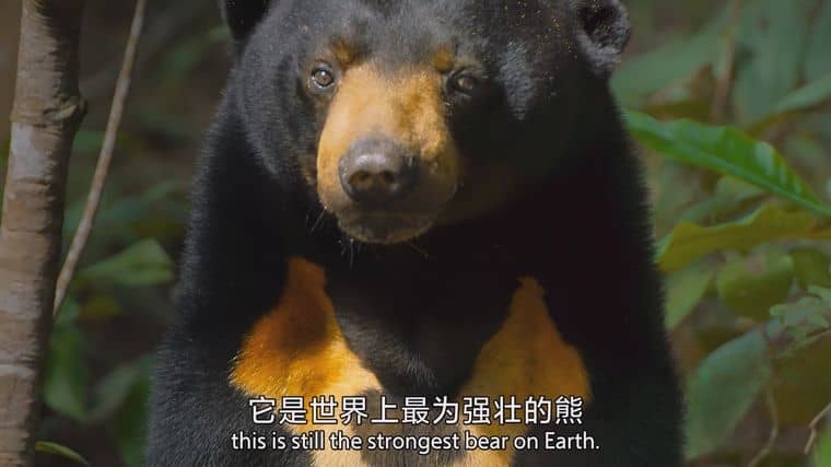 BBC纪录片《捕食者的隐秘世界/动物超凡本领 Apex Predators: Invisible Worlds 2024》全4集 国英双语中英双字 4K超清/2160P/MKV/10.2G插图5