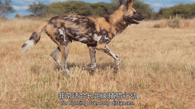 BBC纪录片《捕食者的隐秘世界/动物超凡本领 Apex Predators: Invisible Worlds 2024》全4集 国英双语中英双字 4K超清/2160P/MKV/10.2G插图6