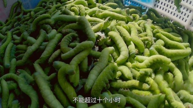 国产纪录片《奇食记 Crazy Delicious》全6集 国语中字 4K高清/MP4/10.8G 纪录片奇食记下载插图5 国产纪录片《奇食记 Crazy Delicious》全6集 国语中字 4K高清/MP4/10.8G 纪录片奇食记下载插图5
