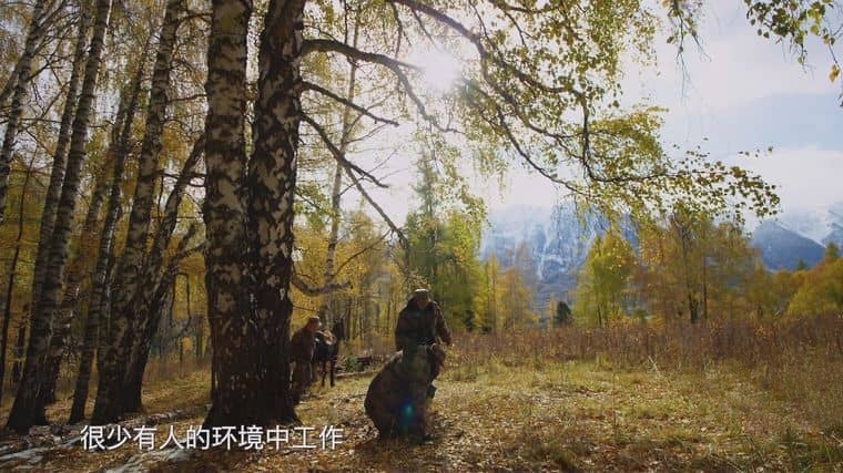 央视纪录片《阿尔泰山/人与自然和谐共生 2023》全5集 国语中字 4K超清/2160P/MP4/3.51G插图5 央视纪录片《阿尔泰山/人与自然和谐共生 2023》全5集 国语中字 4K超清/2160P/MP4/3.51G插图5